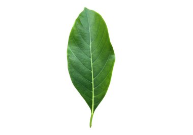 Jackfruit yaprağı kırpma yollarıyla beyaz arkaplanda izole edildi.