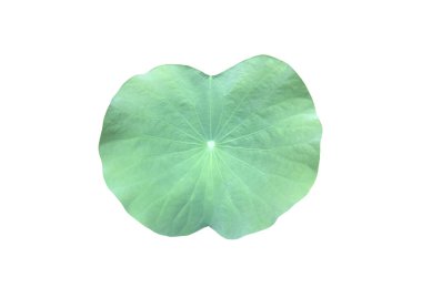 Beyaz arkaplanda kırpma yollarıyla izole edilmiş nilüfer yaprağı veya nilüfer yaprağı.