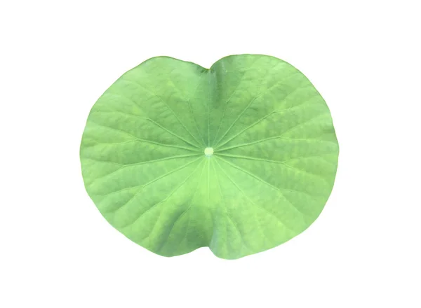 Vattenlilja Blad Eller Lotus Blad Isolerad Vit Bakgrund Med Klippning — Stockfoto