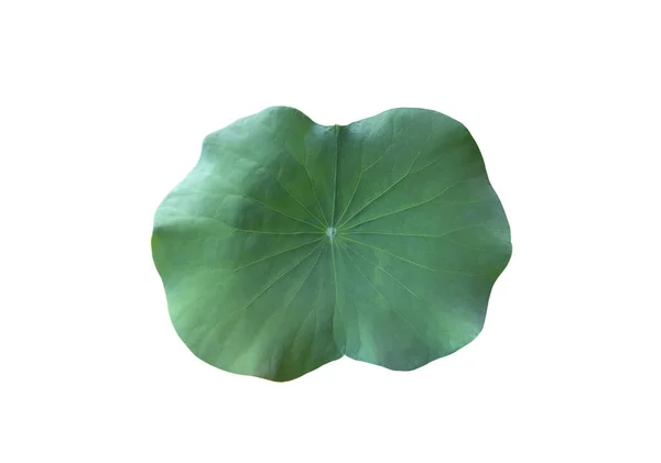 Waterlelie Blad Lotus Blad Geïsoleerd Witte Achtergrond Met Clipping Paden — Stockfoto