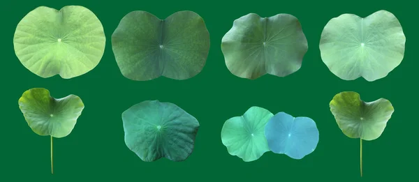 Seerosenblatt Oder Lotusblatt Isoliert Auf Grünem Hintergrund Mit Schnittpfaden — Stockfoto
