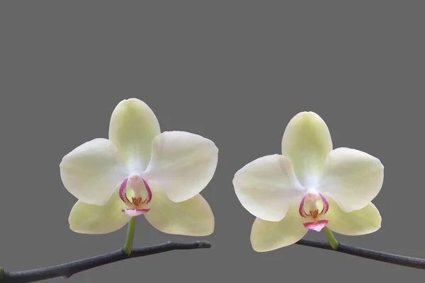 Giovane Verde Chiaro Vanda Fioritura Orchidee Isolate Sfondo Nero Con — Foto Stock