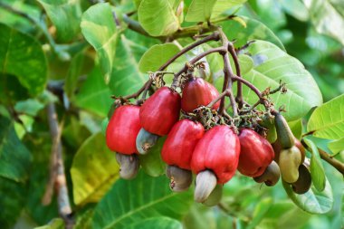 Bir kaju ağacında bir demet kaju..