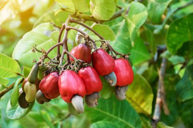 A bunch of cashews on a cashew tree. clipart