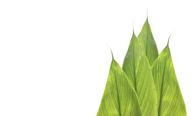 Beyaz arkaplanda kırpma yollarıyla izole edilmiş zerdeçal yaprakları.