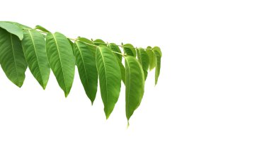 Beyaz zemin üzerinde mersin yaprakları ve dalları kırpma yolları ile izole edilmiş..