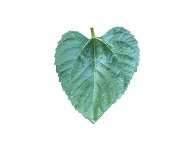 Kırpma yolları olan beyaz arkaplanda izole ayçiçeği yaprağı.