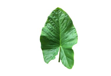 Beyaz arkaplanda kesme yolları olan dev fil kulak yaprağı..