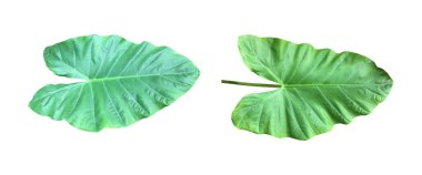 Beyaz arkaplanda kesme yolları olan dev fil kulak yaprağı..