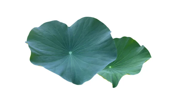 Vattenlilja Eller Lotus Blad Och Buske Isolerad Vit Bakgrund Med — Stockfoto