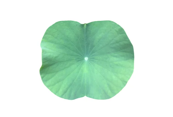 Seerosen Oder Lotusblätter Und Strauch Isoliert Auf Weißem Hintergrund Mit — Stockfoto