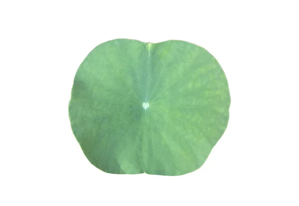 Waterlily Φύλλα Λωτού Και Θάμνος Που Απομονώνονται Λευκό Φόντο Μονοπάτια — Φωτογραφία Αρχείου