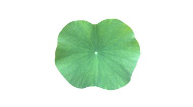 Beyaz arkaplanda kırpma yollarıyla izole edilmiş nilüfer yaprağı veya nilüfer yaprağı.