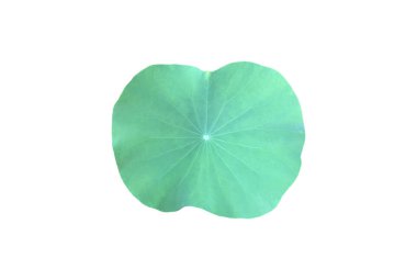 Ayrı nilüfer çiçeği ya da beyaz zemin üzerinde kırpma yolları olan sulu yaprak.