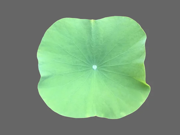 Geïsoleerde Lotus Waterlelie Blad Witte Achtergrond Met Clipping Paden — Stockfoto