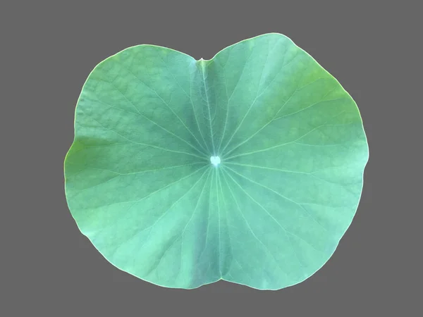 Vereinzelte Lotus Oder Seerosenblätter Auf Weißem Hintergrund Mit Schnittpfaden — Stockfoto