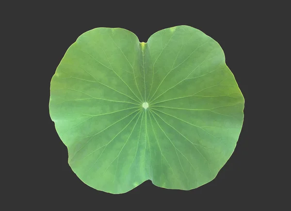 Isolated Waterlily Lotus Plants Clipping Paths — Stock Photo, Image