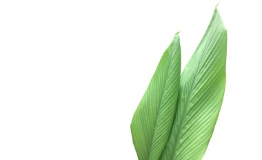 Kesme yolları olan izole edilmiş zerdeçal yaprağı.