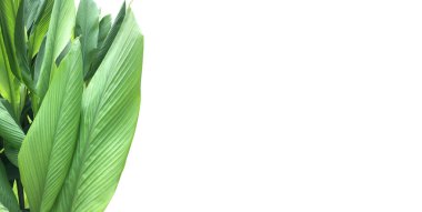 Kesme yolları olan izole edilmiş zerdeçal yaprağı.