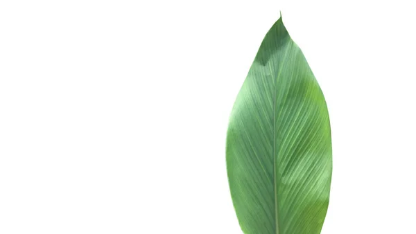 Isolated Turmeric Leaf Clipping Paths — Stock Photo, Image