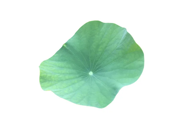 Waterlelie Lotus Blad Geïsoleerd Witte Achtergrond Met Clipping Paden — Stockfoto