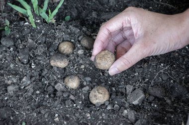 Doğal olarak oluşan yuvarlak mantarlar, Güneydoğu Asya 'daki tropikal ormanlardaki yağmurlar sonrasında topraktan toplanıyor. Sadece yağmur mevsiminde bir kez olur..