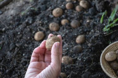 Doğal olarak oluşan yuvarlak mantarlar, Güneydoğu Asya 'daki tropikal ormanlardaki yağmurlar sonrasında topraktan toplanıyor. Sadece yağmur mevsiminde bir kez olur..