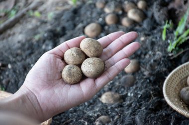 Doğal olarak oluşan yuvarlak mantarlar, Güneydoğu Asya 'daki tropikal ormanlardaki yağmurlar sonrasında topraktan toplanıyor. Sadece yağmur mevsiminde bir kez olur..