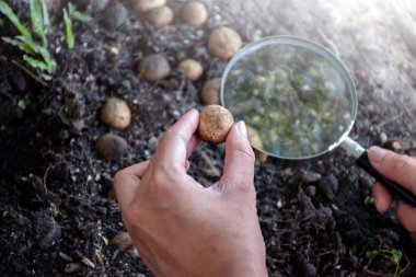 Dünya yıldızı mantarları, doğal olarak oluşan mantarlar, Güneydoğu Asya 'daki tropikal ormanlarda yağan yağmurlardan sonra yuvarlak biçimde, büyüteç konseptini kullanarak doğal mantar çalışmaları.