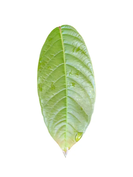 Mladý Zelený List Lagerstroemia Speciosa Nebo Queen Crepe Myrtle Izolované — Stock fotografie