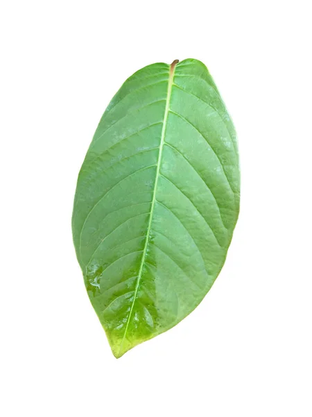 Young Green Leaf Lagerstroemia Speciosa Queen Crepe Myrtle Isolated White — Stock Photo, Image