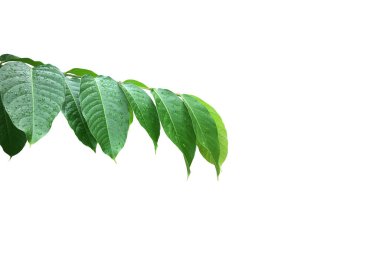 Lagerstroemia Specosa 'nın genç yeşil yaprağı ya da Kraliçe Crepe Myrtle beyaz arka planda izole edilmiş, kesme yolları.