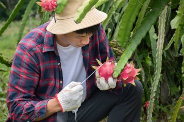 Genç pitaya meyve çiftçisi, verileri depolamak için ejderha meyvelerinin boyutunu ölçmek için beyaz mezura kullanıyor ve onları meyve pazarında ticaret için hasat etmeden önce uygun boyutu hesaplıyor..
