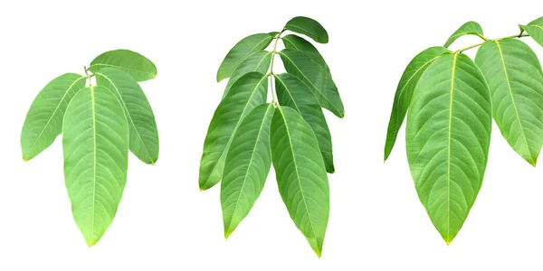 Crape myrtle leaf isolated on white background with clipping paths.