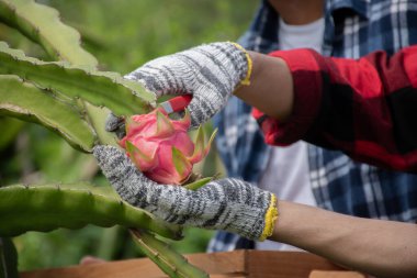 Genç Asyalı meyve bahçıvanı pitahaya, pitaya meyveleri ya da ejderha meyvelerini kendi bahçesindeki brunchlardan kesmek için budama makası kullanıyor..