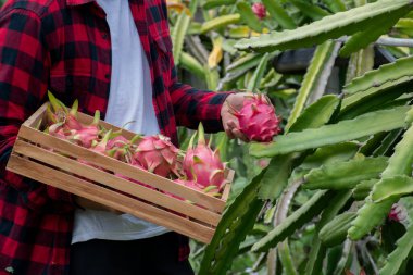 Pitaya meyvelerinin nasıl toplanıp toplanacağını öğrenmek için yerel pitaya bahçesinde Asyalı üniversite öğrencisinin budama makasını kullanmak, genç meyve çiftçisi konsepti atölyesi, yumuşak ve seçici odaklanma.