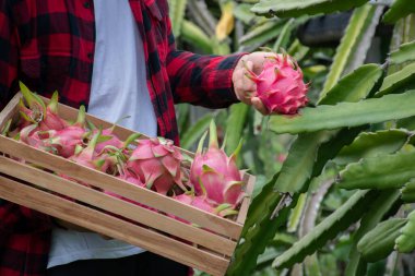Pitaya meyvelerinin nasıl toplanıp toplanacağını öğrenmek için yerel pitaya bahçesinde Asyalı üniversite öğrencisinin budama makasını kullanmak, genç meyve çiftçisi konsepti atölyesi, yumuşak ve seçici odaklanma.