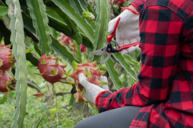 Genç Asyalı meyve bahçıvanı pitahaya, pitaya meyveleri ya da ejderha meyvelerini kendi bahçesindeki brunchlardan kesmek için budama makası kullanıyor..