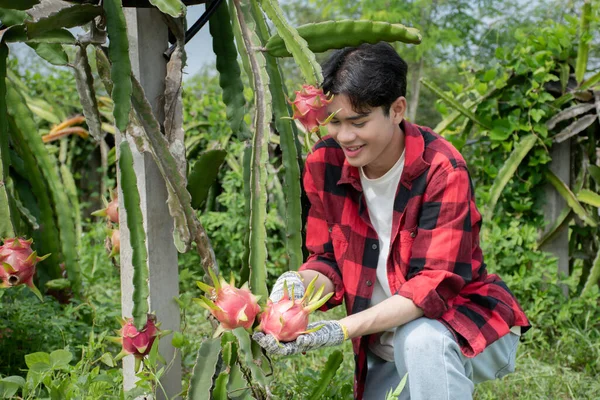 Ung Asiatisk Fruktträdgårdsmästare Använder Beskärande Sax För Att Skära Pitahaya — Stockfoto
