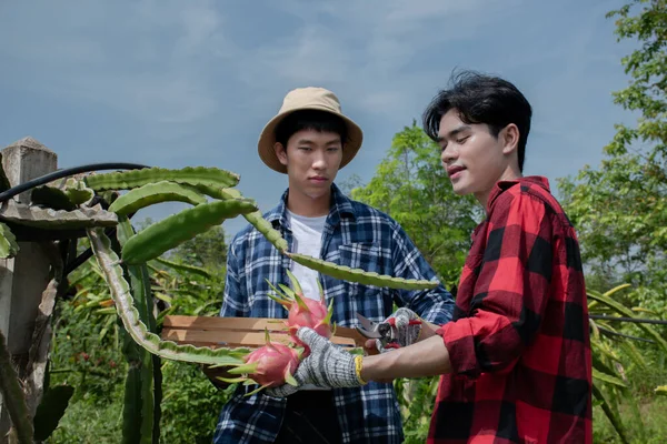 Ung Asiatisk Fruktträdgårdsmästare Använder Beskärande Sax För Att Skära Pitahaya — Stockfoto