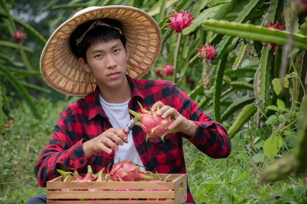 Giovane Giardiniere Frutta Asiatica Sta Usando Forbici Potatura Tagliare Pitahaya — Foto Stock