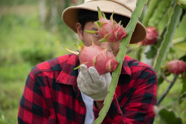 Fruit Gardener Holding Pruning Scissors Picking Harvesting Dragon Fruit Pitaya — Stock Photo, Image