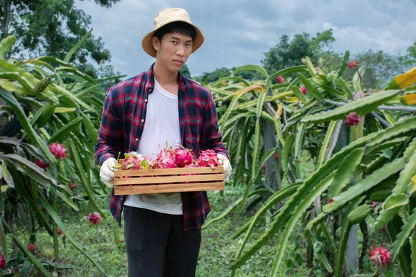 彼自身の農場の真ん中に立っている果物農家の手を握る木製のバスケットのピタヤまたはピタヤのフルーツ 若いビジネスマンの有機フルーツの取引のための概念 — ストック写真