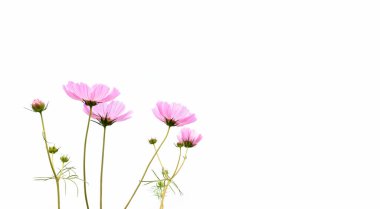 Beyaz arkaplanda kopyalanmış pembe kozmos çiçekleri.