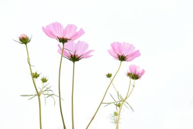 Beyaz arkaplanda kopyalanmış pembe kozmos çiçekleri.