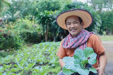 Asyalı orta yaşlı bir adam kendi arka bahçesinde sebze yataklarının yanında oturuyor ve büyümeden önce elinde plastik bir torba organik karnabahar fideleri tutuyor, yeni düzenlenmiş, insanların mutlu yaşamları için konsept..
