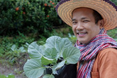 Asyalı orta yaşlı bir adam kendi arka bahçesinde sebze yataklarının yanında oturuyor ve büyümeden önce elinde plastik bir torba organik karnabahar fideleri tutuyor, yeni düzenlenmiş, insanların mutlu yaşamları için konsept..