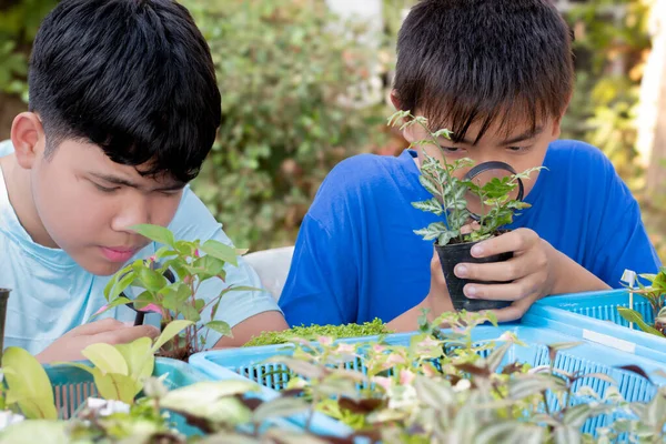Asian boys learning houseplants and doing science project work types of small plants in small pots on table in school botanical garden by using magnifying glass, new edited.