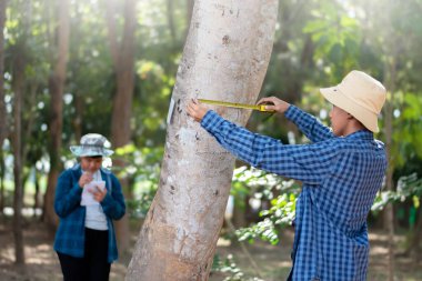 Asyalı bir okul çocuğu, ağaç gövdesi boyutunda bir mezura ile okul botanik bahçesi kütüphanesi için ağaçların bilgilerini kaydediyor..