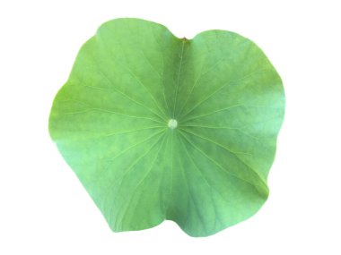Nilüfer yaprağı ya da nilüfer yaprağı kesme yolları ile beyaz arkaplanda izole.
